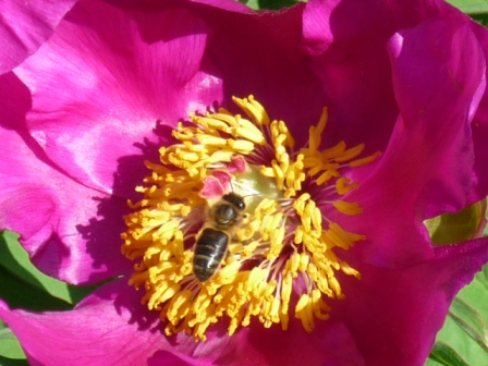 Honey Bee collecting pollen from a Paeony flower May 2010